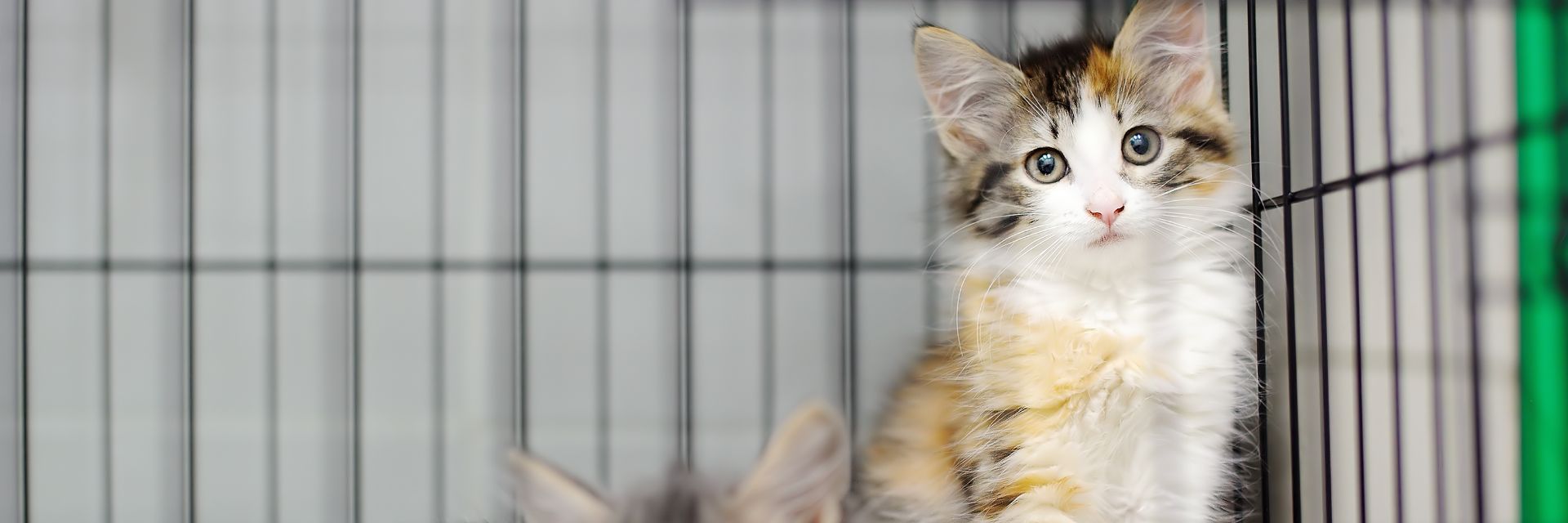 Driekleurige kitten zit in een dierenasiel achter tralies en kijkt nieuwsgierig de camera in