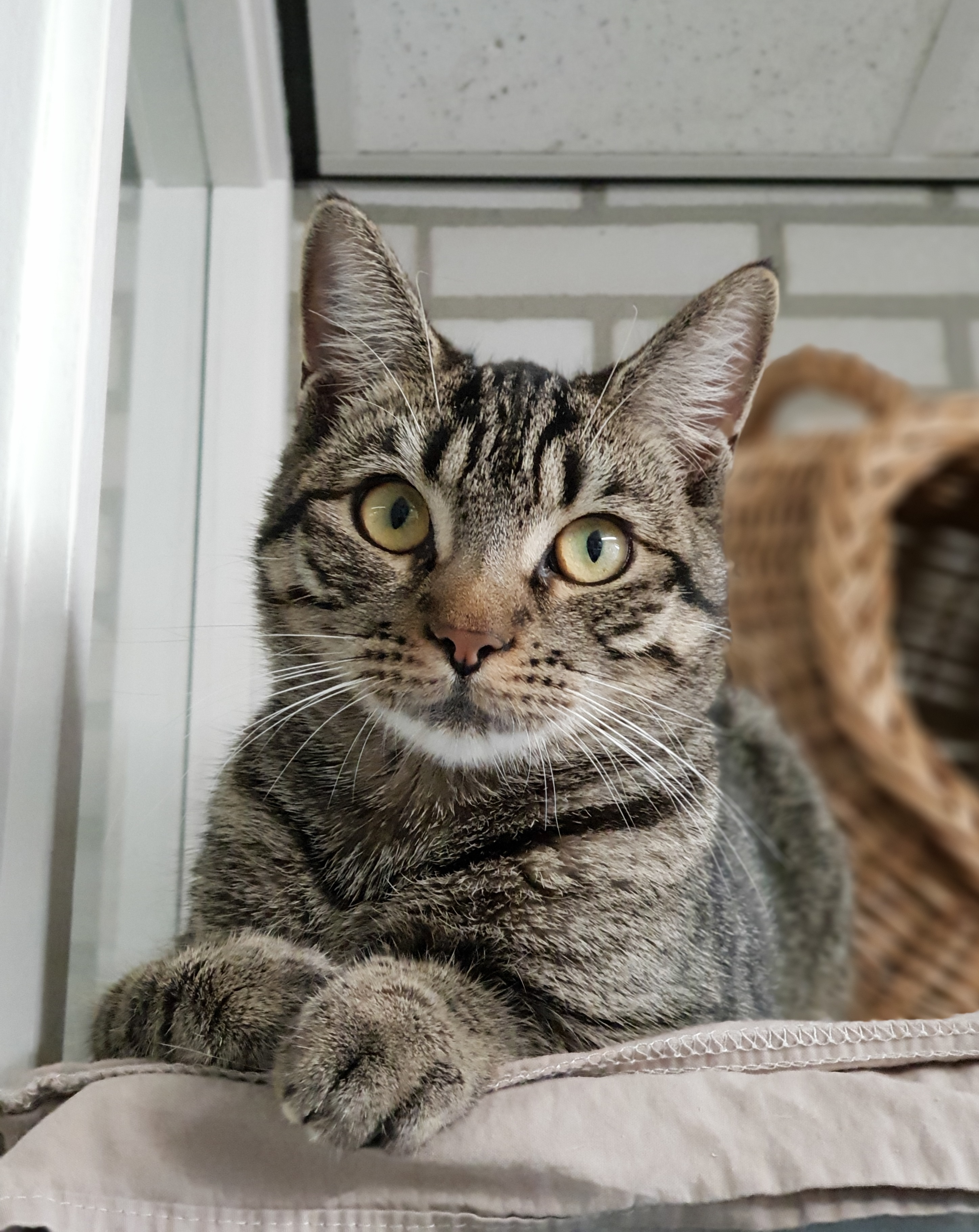 Kat adopteren?