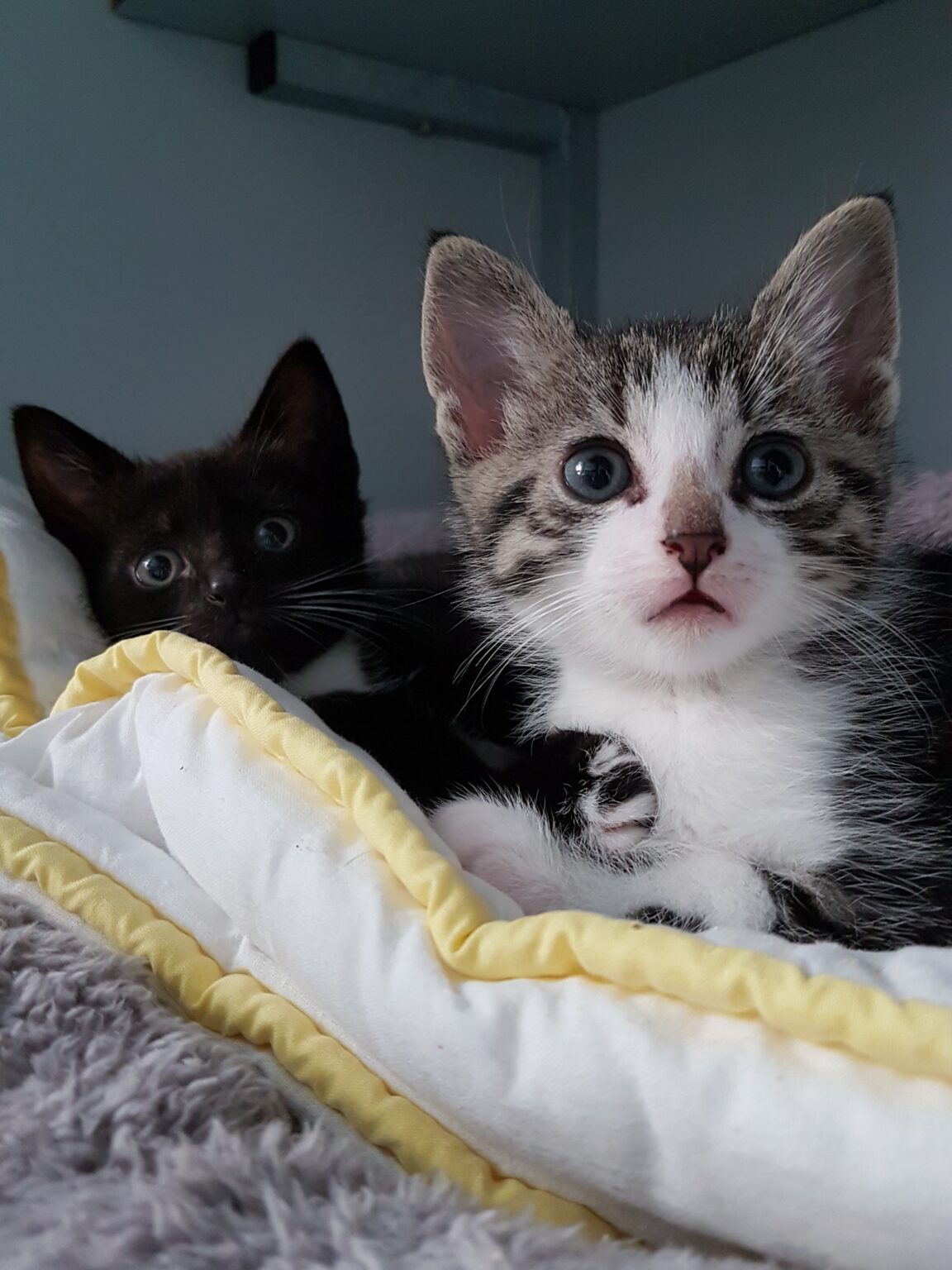 Kittens Haags Dierencentrum