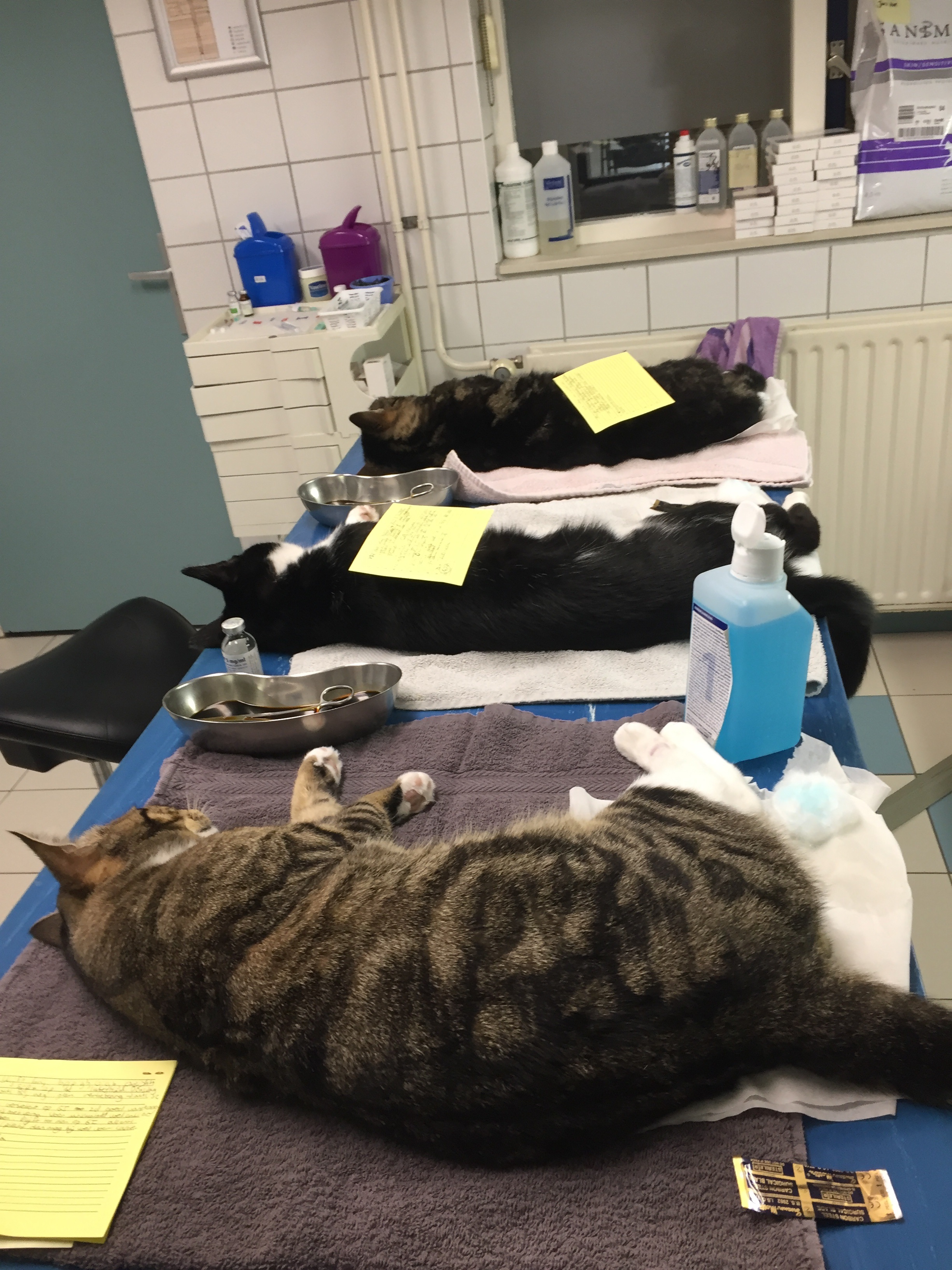 Katten in de kliniek
