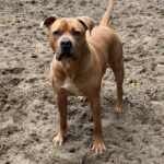 Stafford Laska staand op het veld