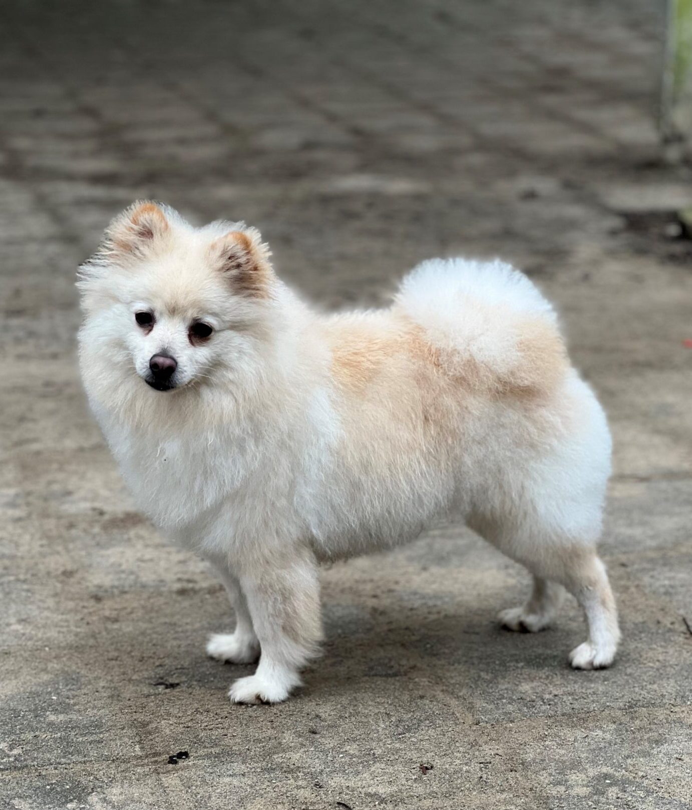 Afstand doen van je hond?