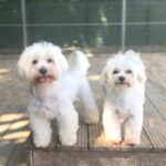 Haags Dierencentrum Home