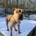 Stafford Laska in de sneeuw