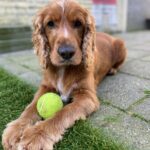 Een schattige bruine cocker spaniël ligt op het gras met een groene tennisbal tussen zijn poten, kijkend naar de camera.