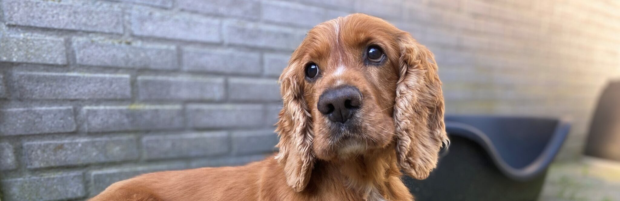 schattige bruine cocker met zielige ogen voor een stenen muur