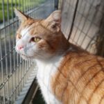 Kat adopteren Den Haag