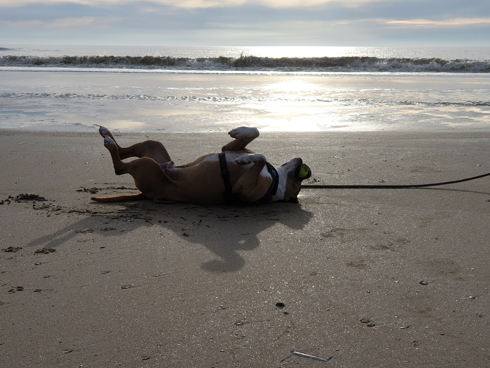Hond rolt vrolijk op zijn rug in het zand op het strand bij zonsondergang, met de zee op de achtergrond en aangelijnd aan een tuigje.