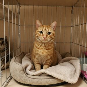Een oranje gestreepte kat met heldergroene ogen zit in een zacht, beige mandje in een schone, goed verlichte dierenasielkooi. De kat kijkt direct naar de camera met een rustige en vriendelijke uitdrukking.