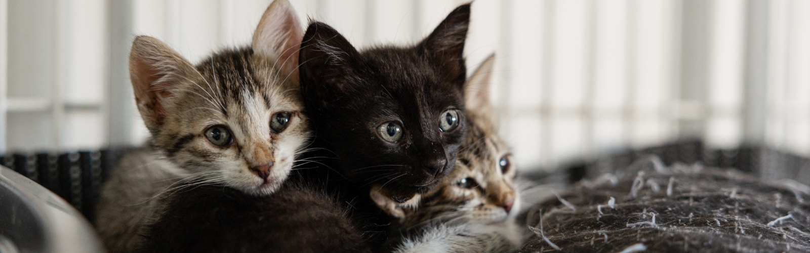 Kat adopteren