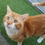 Nalaten aan Haags Dierencentrum