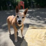 Hond adopteren?