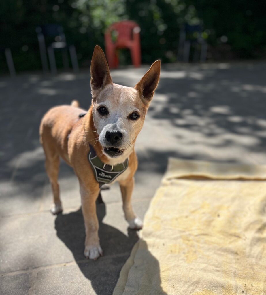 Hond adopteren?