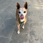 Hond adopteren?