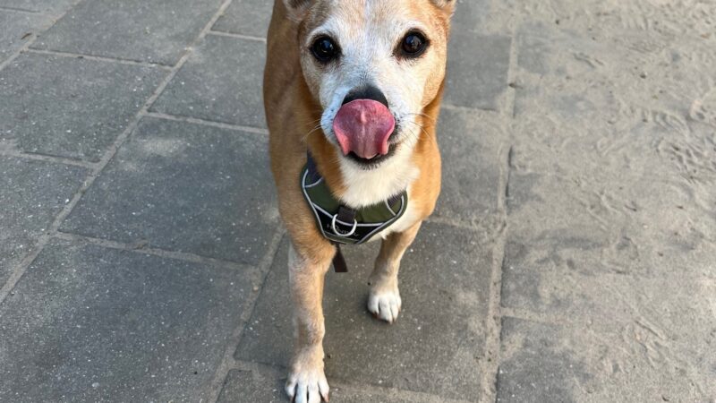Hond adopteren?