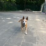 Afstand doen van je hond