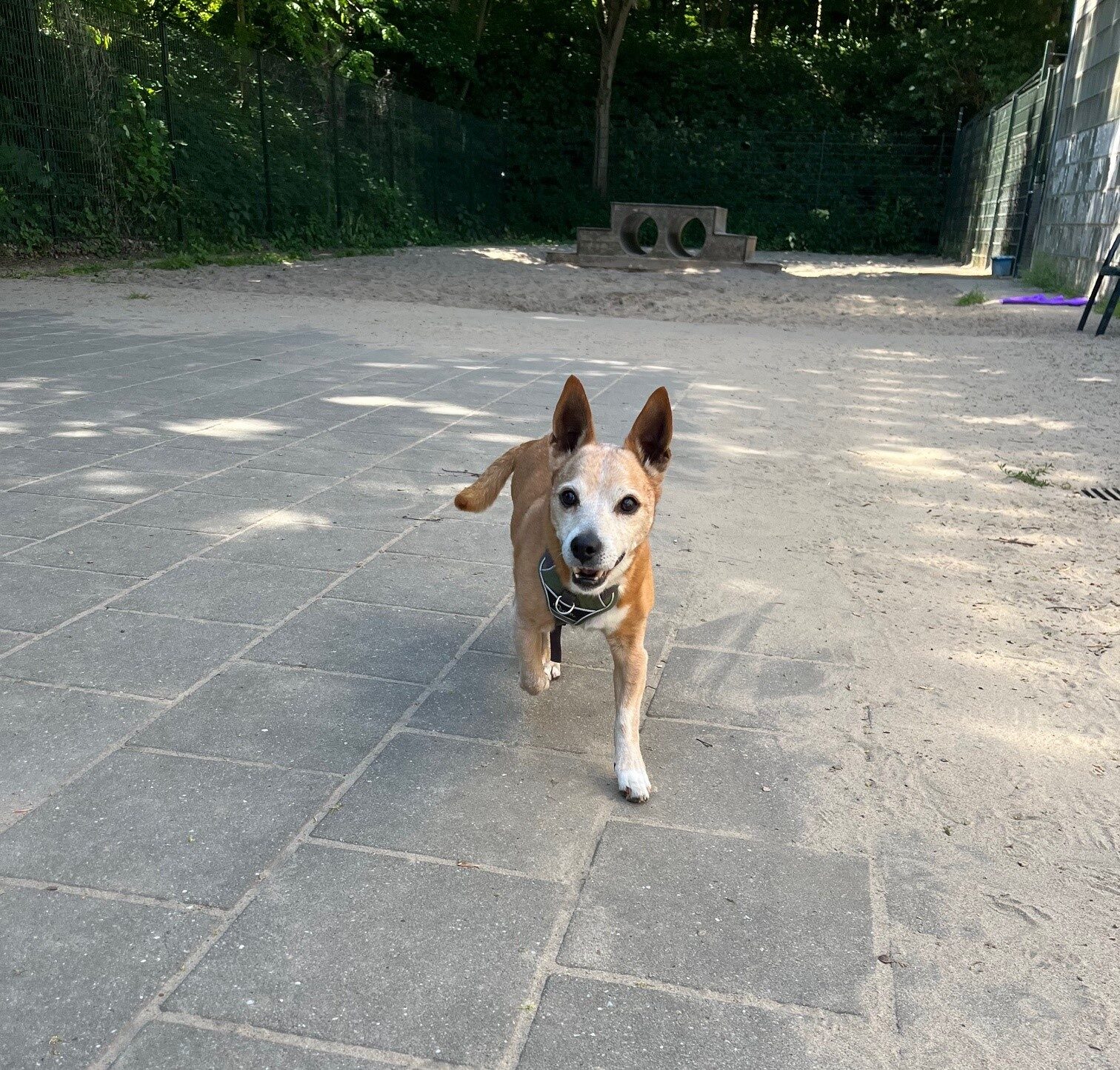 Afstand doen van je hond