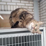 de eerste week na adoptie