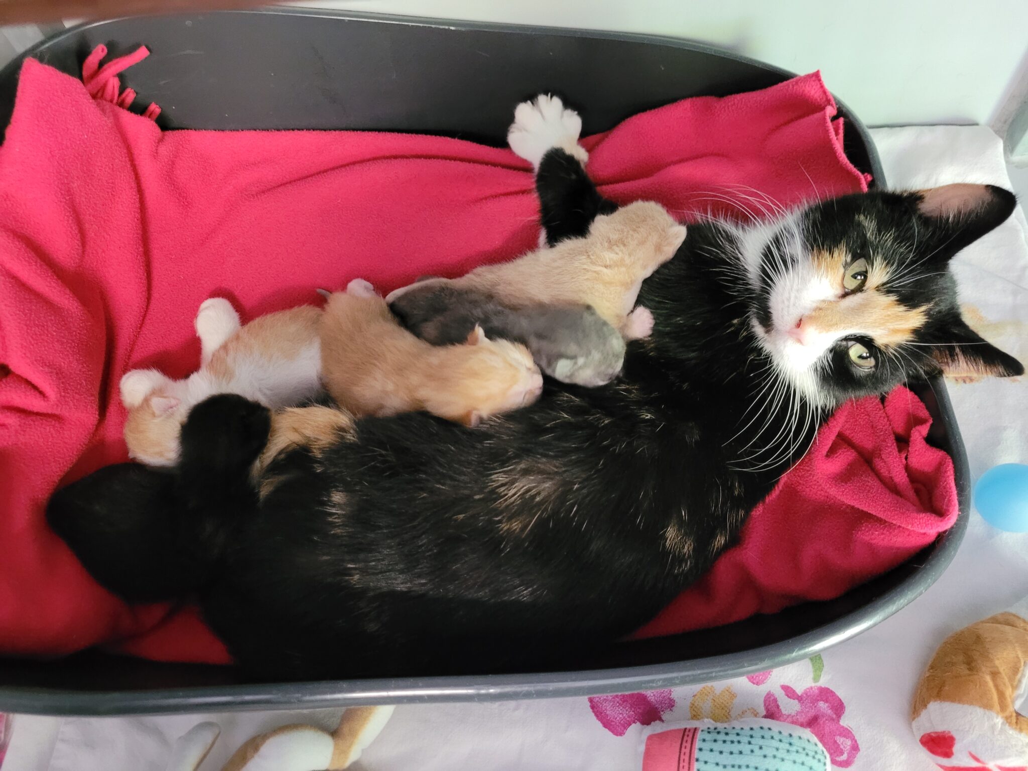Kittens