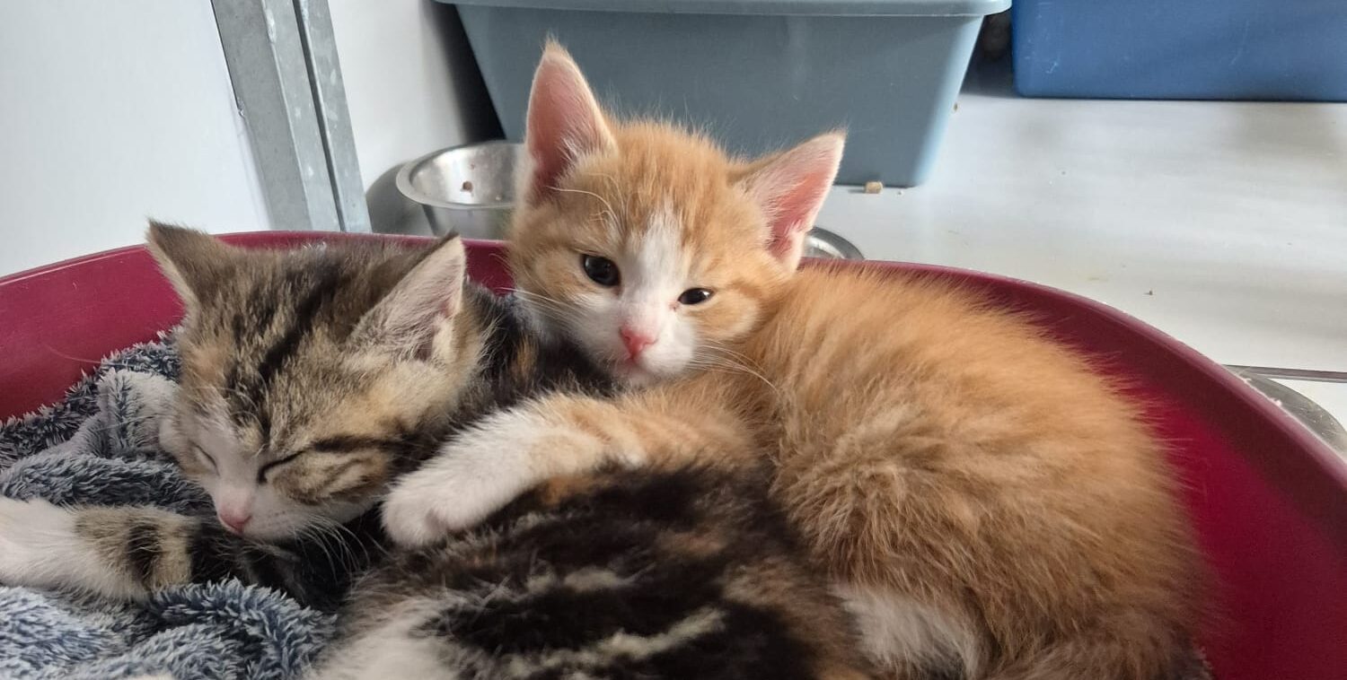 Adopteer een asielhond of -kat