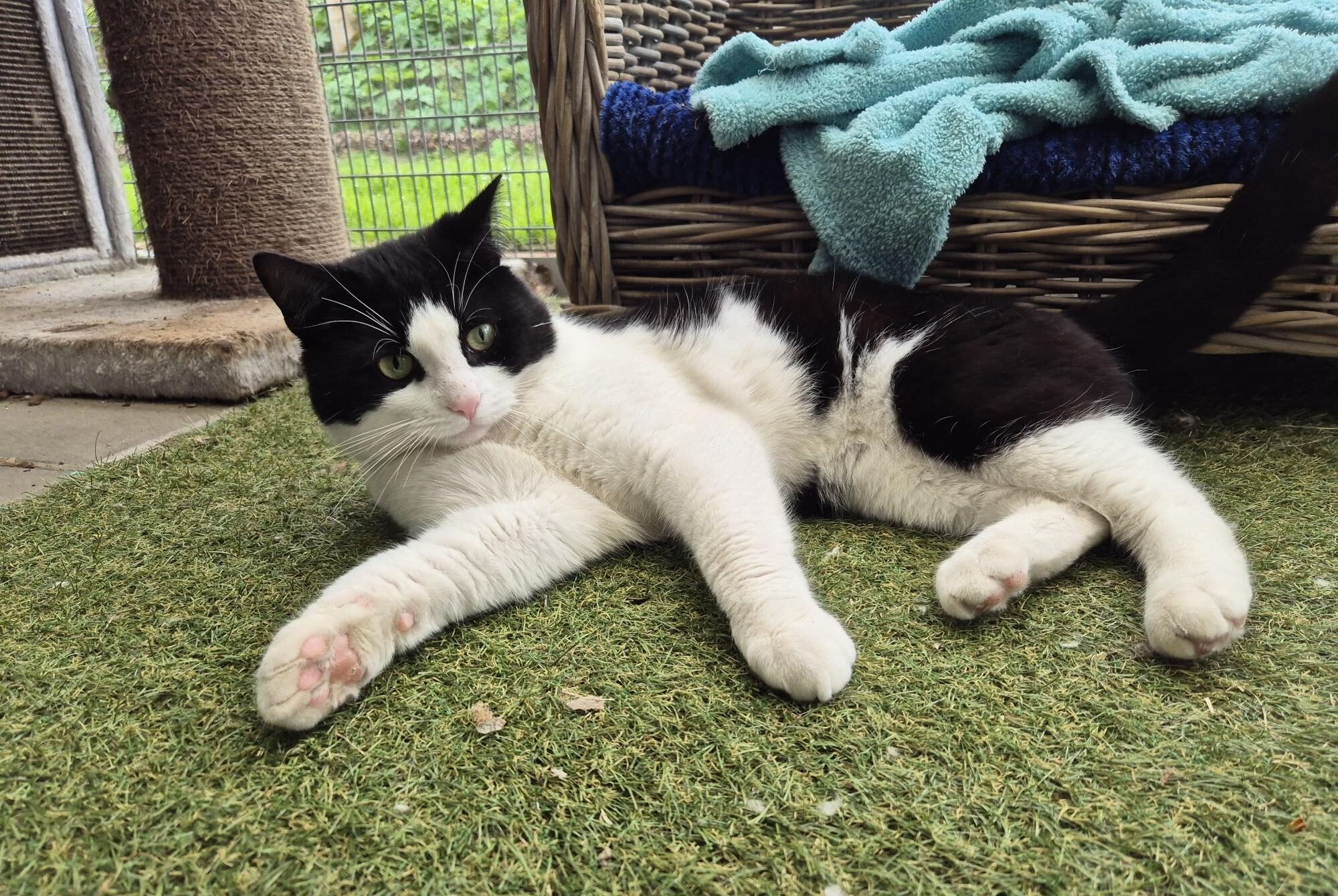 Adopteer een asielhond of -kat