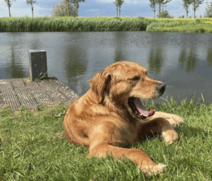 Hond zoekt baas