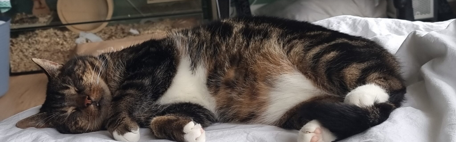 eerste week na adoptie kat