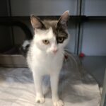 Robin, kat blauw wit vooraanzicht