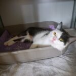 Robin, kat blauw wit in slaapmand