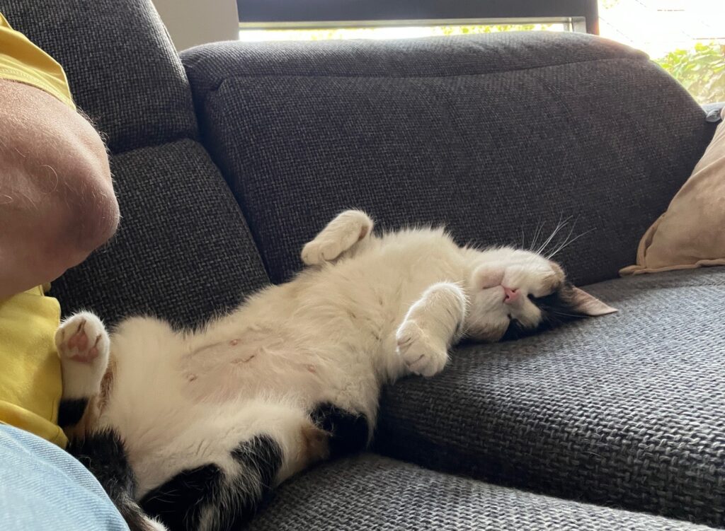 Poes met witte buik ligt op haar rug op de bank