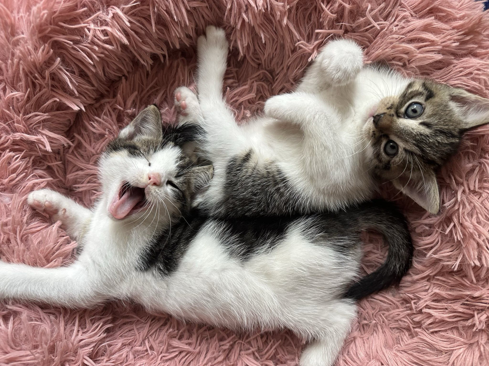 liefdevolle pleegopvang kittens HDC