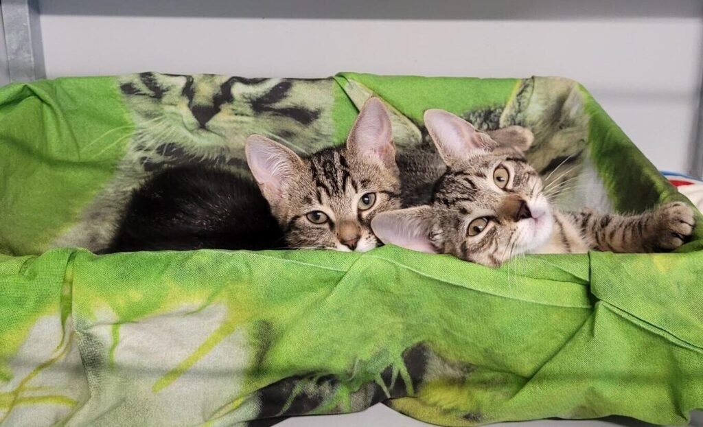 Kitten adoptiedag 30-8! Twee cyperse kittens in slaapmand