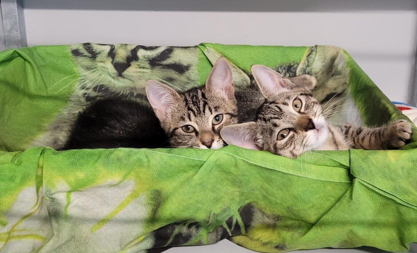 Kitten adoptiedag 30-8! Twee cyperse kittens in slaapmand