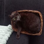 Quinn in een rieten mandje