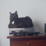 Quinn op de platenspeler