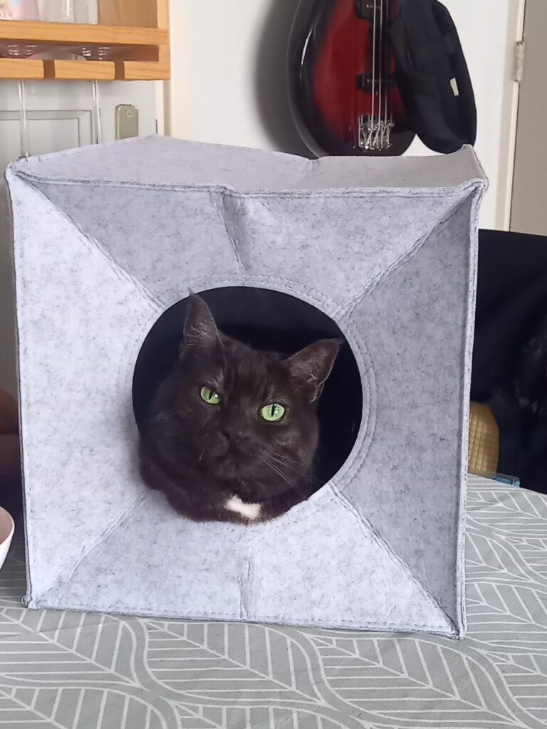 Quinn in een mandje