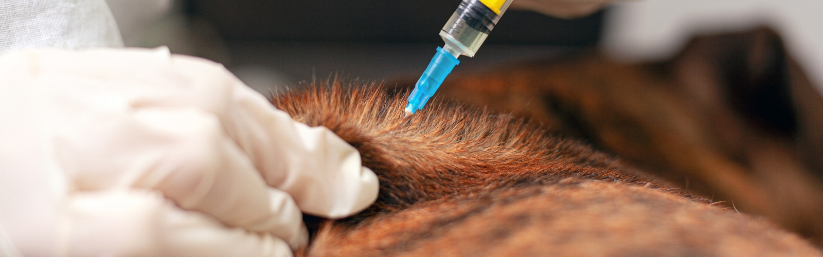 jaarlijkse vaccinatie hond en kat