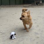 Asielhond Toby rennend op het veld