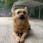 Asielhond Toby kauwend op een botje
