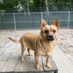 Asielhond Toby op het speeltoestel