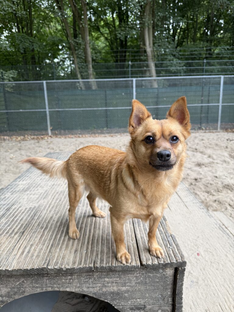 Asielhond Toby op het speeltoestel