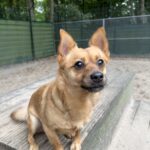Asielhond Toby met zijn neus naar de camera