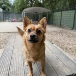 Asielhond Toby van voor