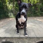 Zwarte asielhond Mitchu lief zittend op het speeltoestel op het veld