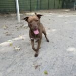 Kruising Labrador Runa die vrolijk kijkt op het veld