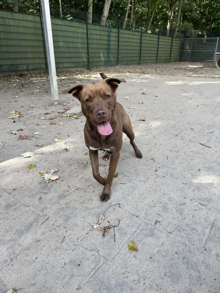 Kruising Labrador Runa die vrolijk kijkt op het veld