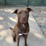 Asielhond Runa zittend op het speelblok