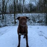 Asielhond Runa staand in de sneeuw