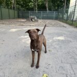 Bruine asielhond Runa staand op het veld