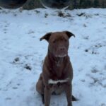 Asielhond Runa zittend in de sneeuw